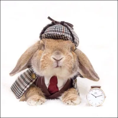 Quel est ce petit enquêteur sur les traces d'un crime ?