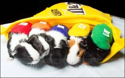 Ils se sont tous cachés dans le sachet pour ressembler à des chocolats de la marque...