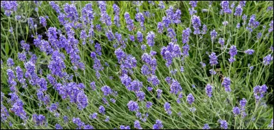 Ton odeur préférée est celle...