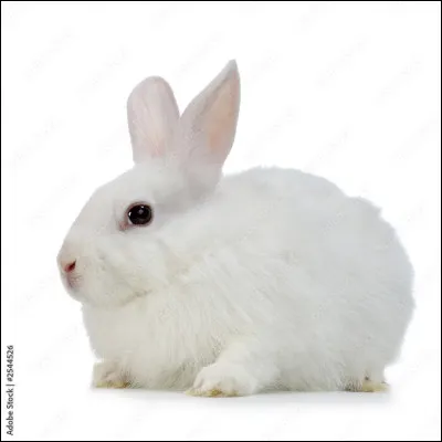 Comment dit-on "lapin" en anglais ?