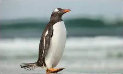 Comment dit-on "pingouin" en anglais ?