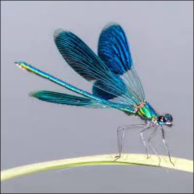 Comment dit-on "libellule" en anglais ?