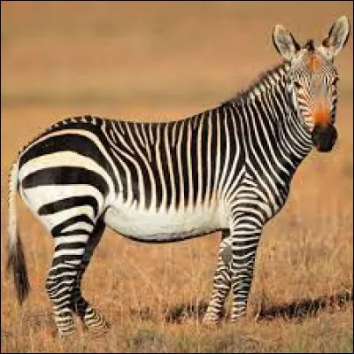 Comment dit-on "zèbre" en anglais ?