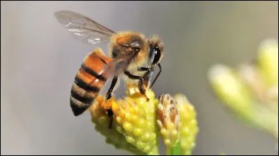 Comment dit-on "abeille" en anglais ?