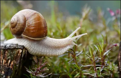 Comment dit-on "escargot" en anglais ?