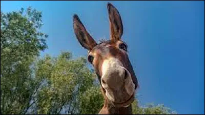 Comment dit-on "âne" en anglais ?