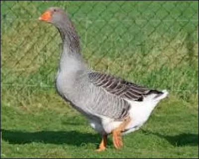 Comment dit-on "oie" en anglais ?