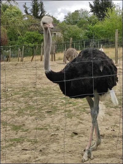 Comment dit-on "autruche" en anglais ?