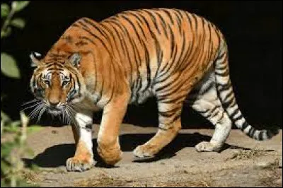 Comment dit-on "tigre" en anglais ?