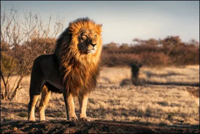 Comment dit-on "lion" en anglais ?