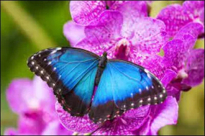 Comment dit-on "papillon" en anglais ?