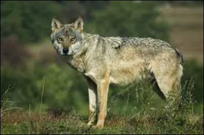 Comment dit-on "loup" en anglais ?