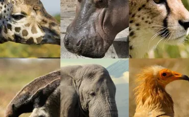 Quiz Animaux