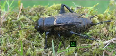 Trouvez l'identité de ce personnage si vous ne voulez pas passer pour un pantin !
