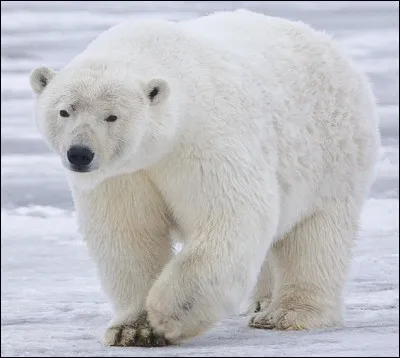 De quelle couleur est l'ours polaire ?