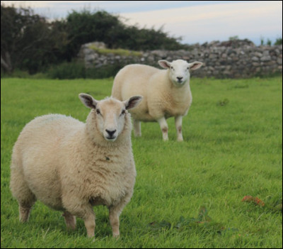 Pendant combien de temps les moutons broutent-ils de l'herbe par jour ?