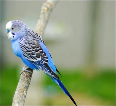 Quel est le poids moyen de la perruche ondulée ?