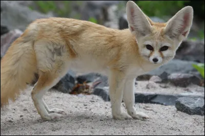 Combien mesure le bond d'un fennec ?