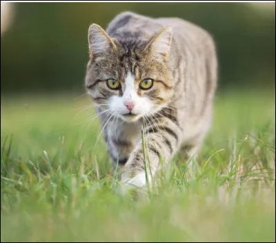 Quelle est la vitesse de pointe d'un chat ?