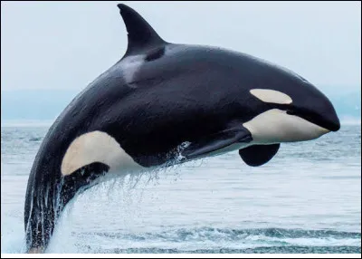 À la naissance combien pèse un orque ?