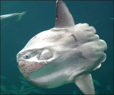 À quelle profondeur peut descendre le poisson lune ?