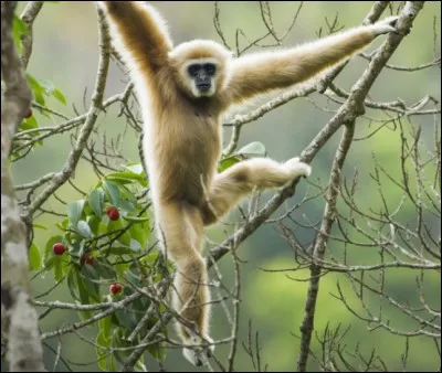 Quelle est la taille d'un gibbon ?