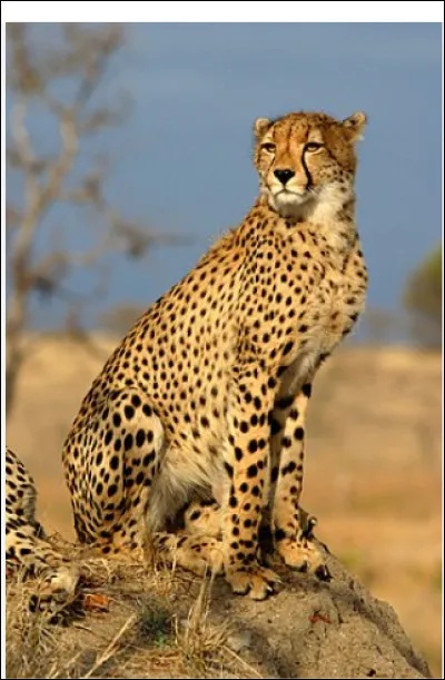 Combien de kilos de viande le guépard mange-t-il par jour ?