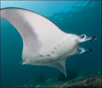 Quel est le poids de la raie manta ?