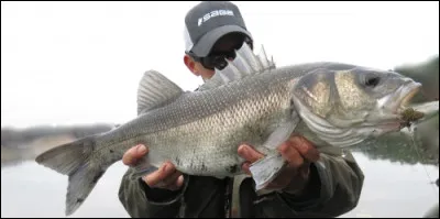 Traduire : "un poisson"