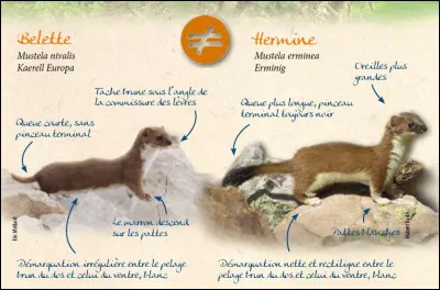 Traduire : "la belette"