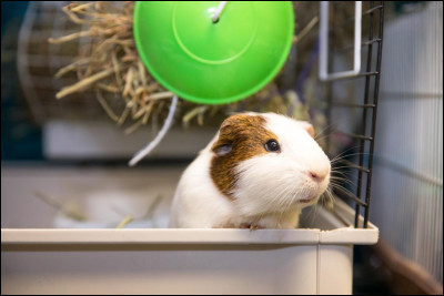 Reproduction, apparition des premiers hommes sur Terre et utilisation d'un microscope. Êtes-vous toujours avec moi ?