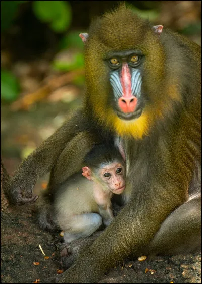 Quel est le nom de ce singe arborant un "masque" coloré rouge et bleu ?