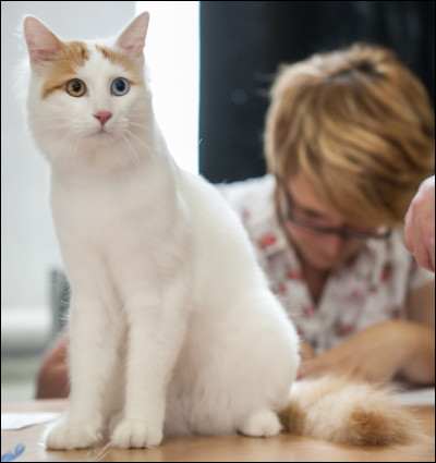 Quelle est la race de ce chat ?