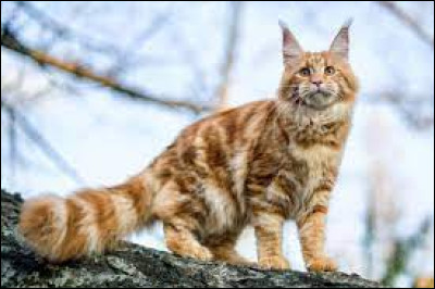 Quelle est la race de ce chat ?