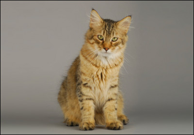 Quelle est la race de ce chat ?