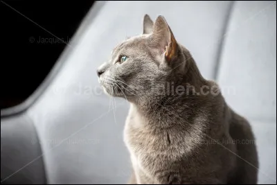 Bon, passons aux choses sérieuses : de quelle couleur est ton pelage ?