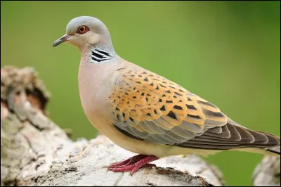 J'ai un motif de zèbre dans le cou, je ressemble à un pigeon mais je n'en suis pas un.