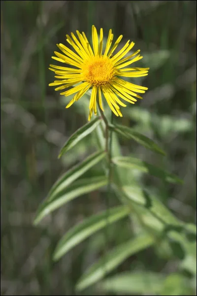 Je suis une esp&egrave;ce prot&eacute;g&eacute;e et les scientifiques m'appr&eacute;cient