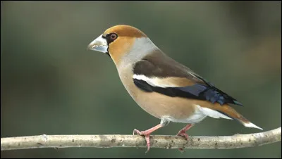 Je me nourris de graines avec mon bec &eacute;norme.