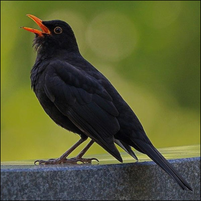 Quel est cet oiseau de la famille des turdidés ?