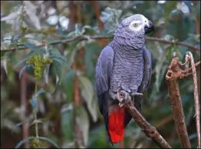 Le perroquet présent sur la photo est un Gris du Gabon.