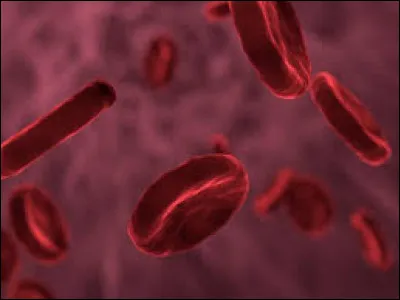 Il existe quatre groupes sanguins : A, B, O et AB.