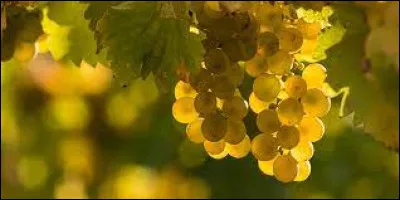 D'où vient le vin blanc Riesling ?