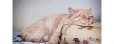 Combien le chat dort-il en moyenne chaque jours ?