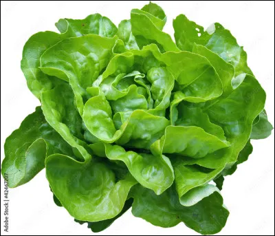 Tu manges ta salade :