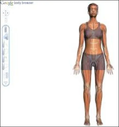 Où le radius se trouve-t-il ?