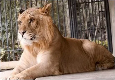 Comment s'appelle cet animal ?