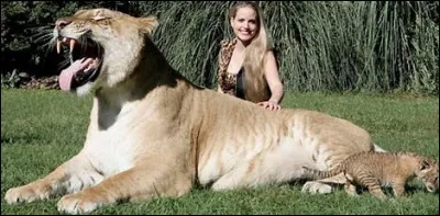 Toujours sur le ligre, où vit-il ?