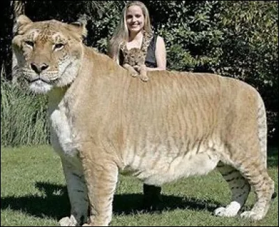 De quelles espèces animales le ligre est-il le croisement ?