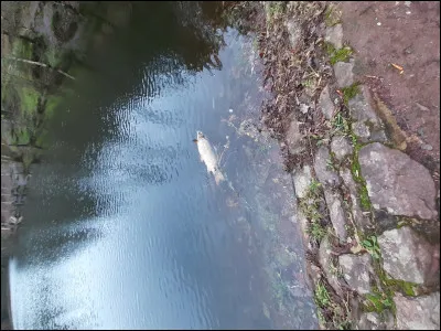 Quel est ton animal pr&eacute;f&eacute;r&eacute; ?